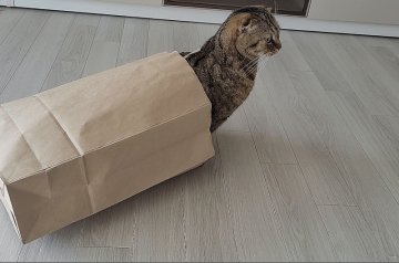고양이 습성 좋아하는 종이가방 숨숨집 놀이 홀릭
