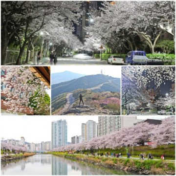 2022년 부산 벚꽃. 온천천, 마리나 단지, 달맞이고개, 삼익비치, 황령산. 만개시기