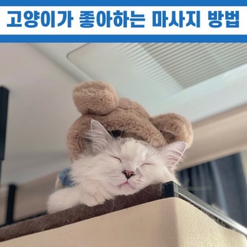 고양이마사지 | 마사지건에 집착하는 고양이행동 (feat.다양한 마사지방법)