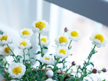종이꽃 키우기 / 로단테 로단세 꽃말 모종 물주기 봄꽃 진한 향기