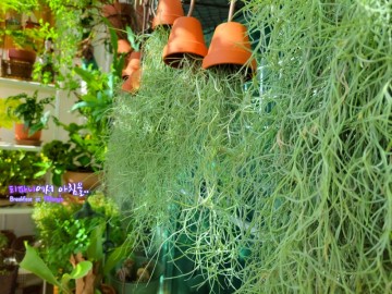 베란다정원 8년 반려식물 에어플랜트 수염틸란드시아 꽃과 물주기와 번식 시키기 [ 미세먼지 먹는 공기정화식물 ] 10월의 짤막한 기도  정연복