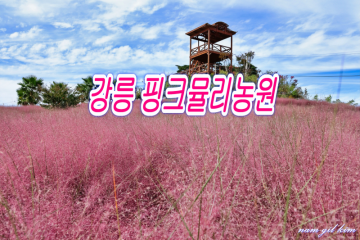 [네이버 인플루언서] 강릉 가볼만한 곳 핑크뮬리 농원 호린파크 핑크뮬리 축제