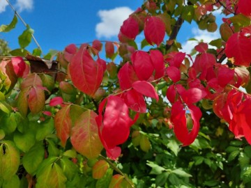 식물병충해 응애약으로 퇴치 화살나무 잎마름병 효능 꽃말