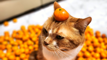 고양이 귤 먹어도 될까요? 시큼한 시트러스 과일 냄새 싫어하는 이유