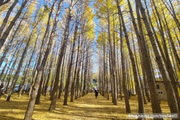 단풍명소 | 경주도리마을 은행나무숲 포항대구근교 11월 가을여행지 추천