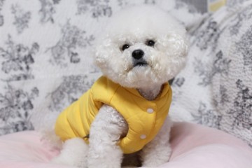 강아지 겨울 옷 리카리카 눈사람 6온스 패딩으로 준비!