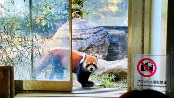 일본여행. 요코하마 동물원 주라시아 #1. 쾌적한 숲그늘안에서 즐길 수 있는 동물원