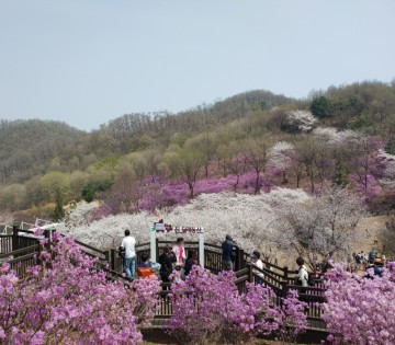 봄꽃축제  부천 꽃구경 원미산 진달래 동산 만개
