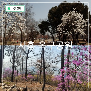 경기도 시흥 가볼만한곳 옥구공원 벚꽃과 진달래와 개나리 만발