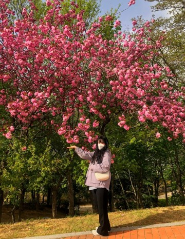 경주 여행 4월 겹벚꽃 구경 개화 만개시기 명소 가볼만한곳 데이트 코스 총정리