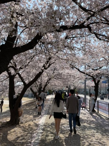 여의도 벚꽃축제 지하철로 가는길,기간부터 교통통제까지.(ft.주차)