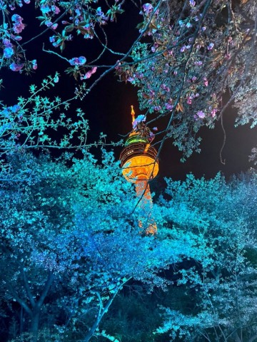 대구 벚꽃 명소 이월드 벚꽃축제 블라썸 피크닉 83타워 입장권 할인