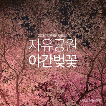 인천 자유공원 벚꽃 야간 소식
