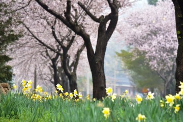 홍성 가볼만한곳 홍성거북이마을 수선화 벚꽃 충남 드라이브코스