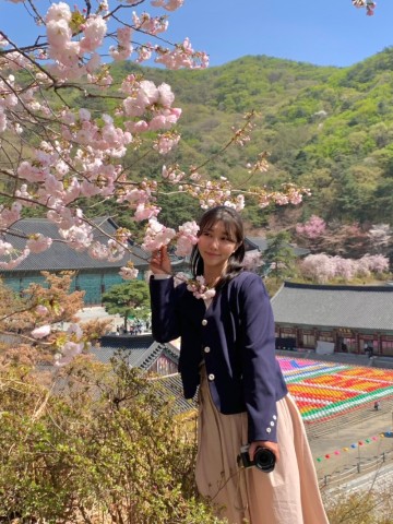 경기도 근교 여행 충남 천안 겹벚꽃 명소 각원사 볼거리 드라이브 4월 꽃구경(4월 9일)