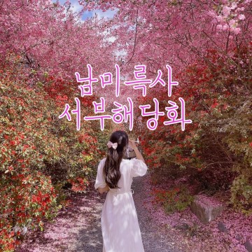 강진 남미륵사 서부해당화  4월 꽃여행지 꽃터널,꽃길추천