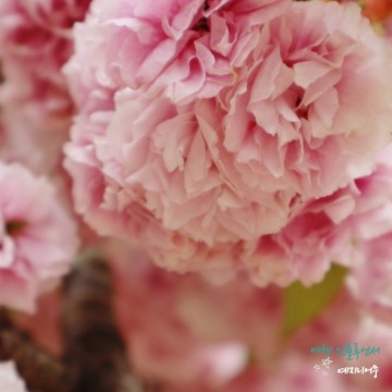충남 태안서산여행 왕벚꽃(겹벚꽃) 청벚꽃 만개한 개심사