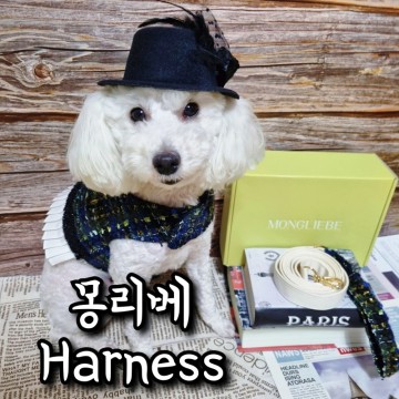 강아지 여름 하네스 옷 산책줄 후기 / 명품 몽리베 브랜드
