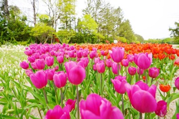 파주 벽초지수목원 봄꽃축제 열리는 현장