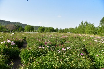 합천 가볼만한곳 합천 핫들생태공원 작약꽃밭 과 정양늪생태공원 봄 산책하기 좋은곳