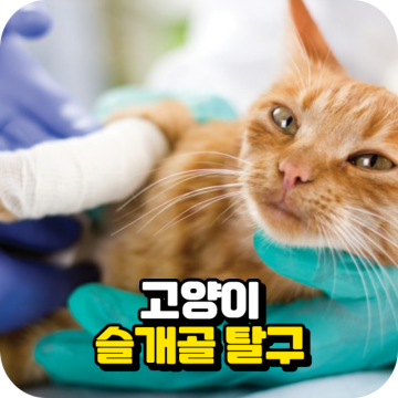 고양이 슬개골 탈구, 원인과 증상(ft. 강아지)