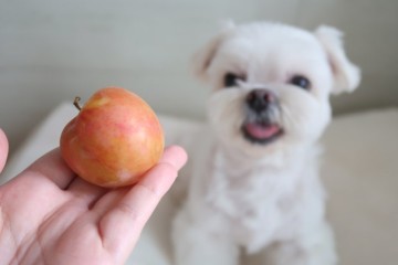 강아지 자두, 강아지가 먹어도 되는 과일이지만 주의점 체크해요