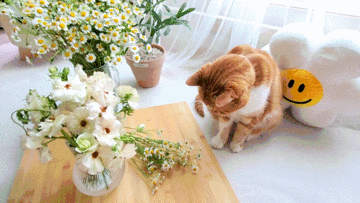 고양이에게 해로운 꽃으로 알려진 튤립과 카네이션 식물 종류