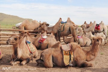 몽골여행 작은 고비사막 엘승타사르하이 바얀고비 낙타트래킹 모래썰매