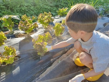 주말농장에서 아이와 함께 상추물주기, 상추수확 (베란다상추키우기 팁)