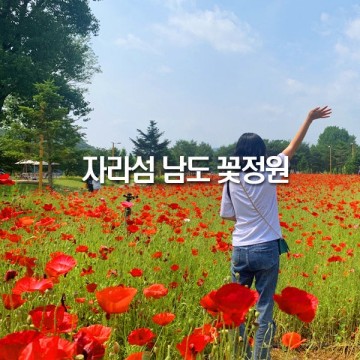 6월 국내여행 꽃구경 가평 자라섬 남도 꽃정원