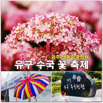 6월 여름 꽃구경 가볼 만한 곳 공주 유구 색동 수국 정원 수국 꽃 축제 여행