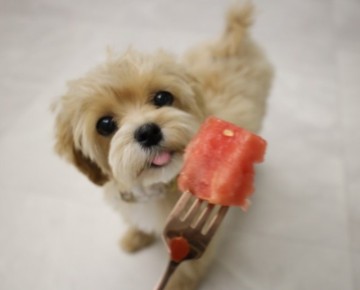강아지간식으로 과일 수박 참외로 수분 보충