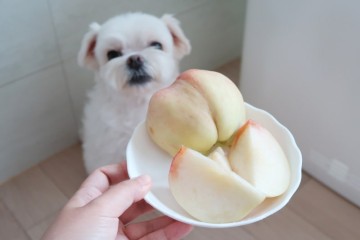 강아지 복숭아, 강아지가 먹어도 되는 과일이지만 조심해요!