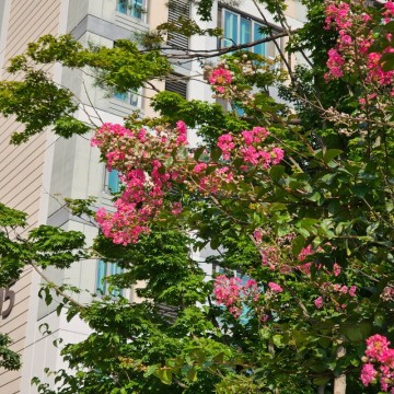 화사한 여름꽃나무 목백일홍 배롱나무 묘목 키우기 꽃말