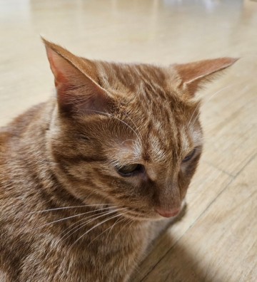 고양이 마징가 귀 뒤로 젖히는 행동은 어떤 언어일까?