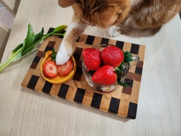 강아지 고양이 딸기 과일 먹어도 될까요? 음식 급여 시 주의점 정리