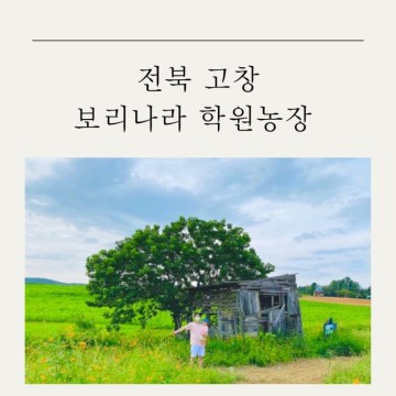 [ 전북 고창 ] 8월의 학원 농장 청보리밭  ::아이랑 갈만한 곳