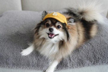MLB 강아지모자 썬캡 자외선 차단으로 강아지 눈 보호하기