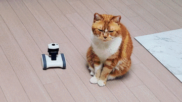 펫캠 추천 앱 연동되고 움직이는 고양이 강아지 CCTV 앱봇 라일리