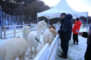 경기도 동물체험 가평 가볼만한곳 먹거리 주말 갈만한곳 서울근교 양떼 목장 체험