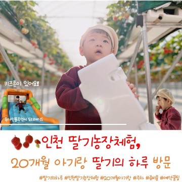 인천 딸기농장체험, 20개월 아기랑 딸기의 하루 방문!(주차, 준비물, 예약꿀팁)