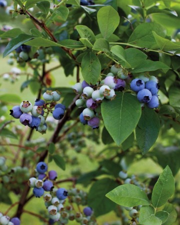 블루베리묘목재배 키우기 나무 물주기 상토 흙 블루베리꽃 피우기