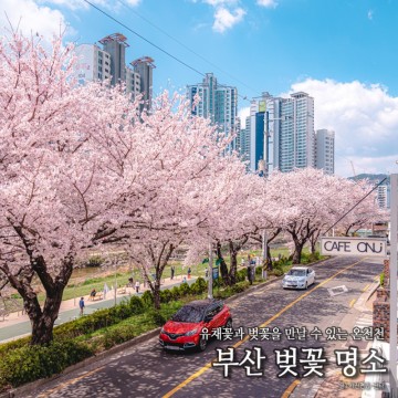 부산 벚꽃명소 온천천 벚꽃 유채꽃 미리 만나보기