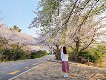 부산 벚꽃 명소, 해운대 달맞이길 실시간 개화상태!(ft. 맛집 카페)