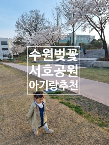 수원 벚꽃 명소 서호공원 아기랑 주말 피크닉 추천 개화시기