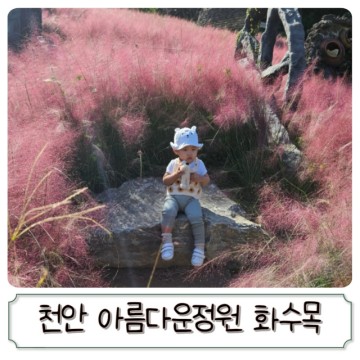 천안 아름다운 정원 화수목,  핑크뮬리 꽃구경 아기랑 갈만한 곳