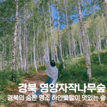 영양자작나무숲 영양죽피리의 경북트레킹 소요시간