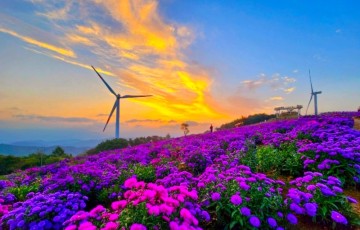 거창 여행 감악산 아스타국화 보라 핑크 꽃바람 일으키는 풍력발전단지