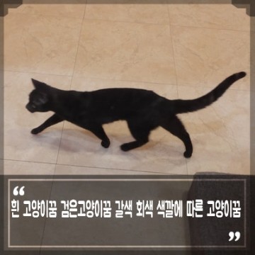검은 고양이꿈 해몽, 흰 고양이 꿈 회색 갈색고양이 꿈 색깔 뜻과 의미