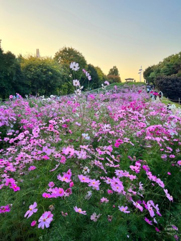 올림픽공원 들꽃마루 코스모스, 핑크뮬리 장미광장 서울꽃구경
